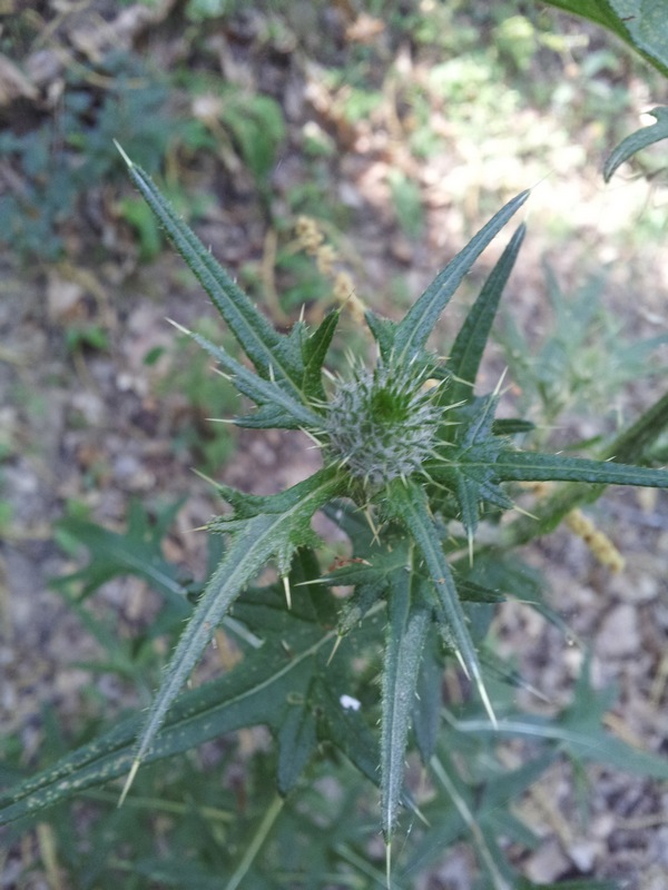 Cirsium vulgare